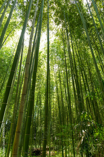 Fototapeta Naklejka Na Ścianę i Meble -  Bamboo grove, bamboo forest