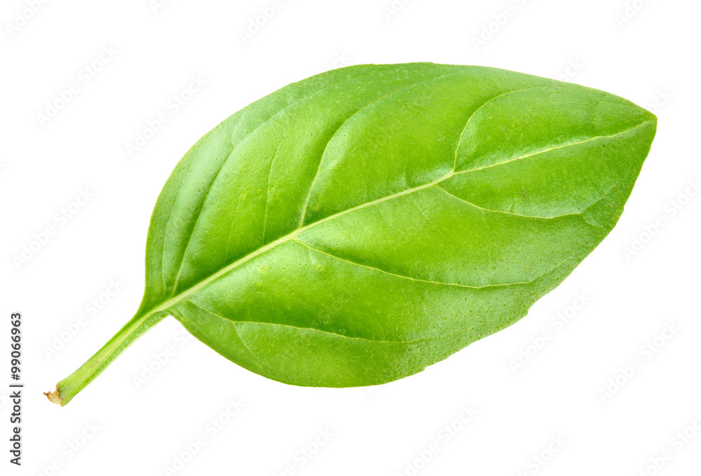 Obraz premium Basil leaf isolated on white background. Macro.