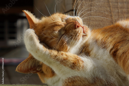 Fototapeta Naklejka Na Ścianę i Meble -  毛づくろいする茶猫