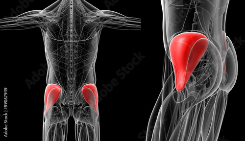 3d rendering medical  illustration of the red gluteus medius x-ray collection