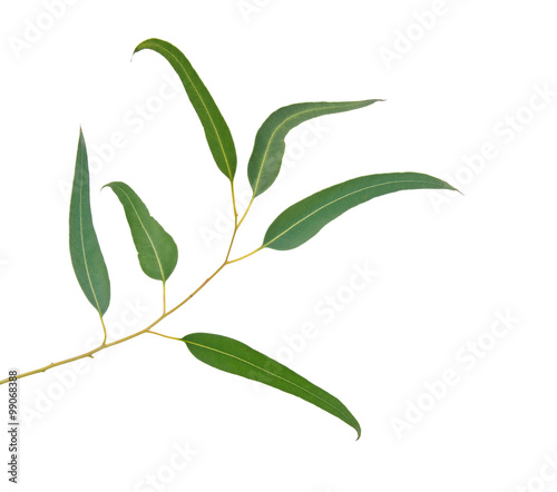 close up of eucalyptus branch