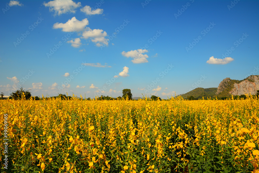 Yellow flowers field with blue sky