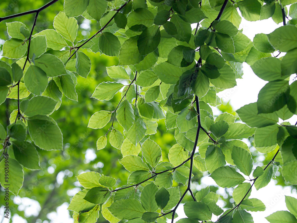 Beech Beech