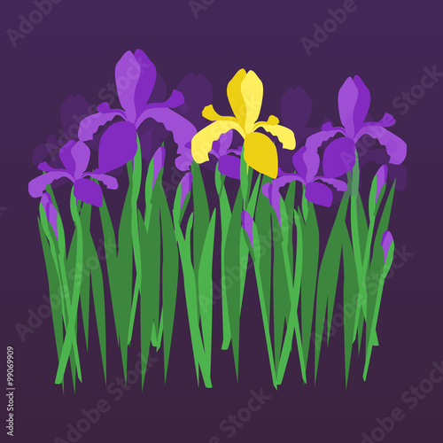 Vector violet and yellow irises on dark night gradient background. Floral design for invitation, greeting card, wedding, birthday, valentines day; textile and fabric, wrapping and stickers