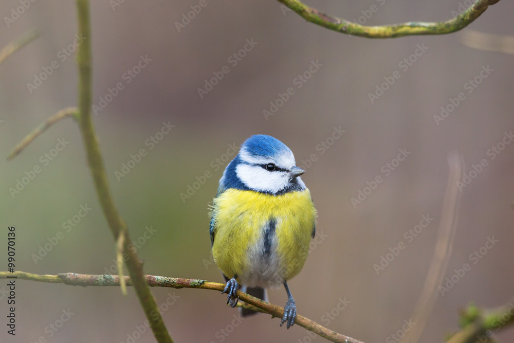 Blue tit sitting on a branch and looking Blue tit sitting on a branch and looking