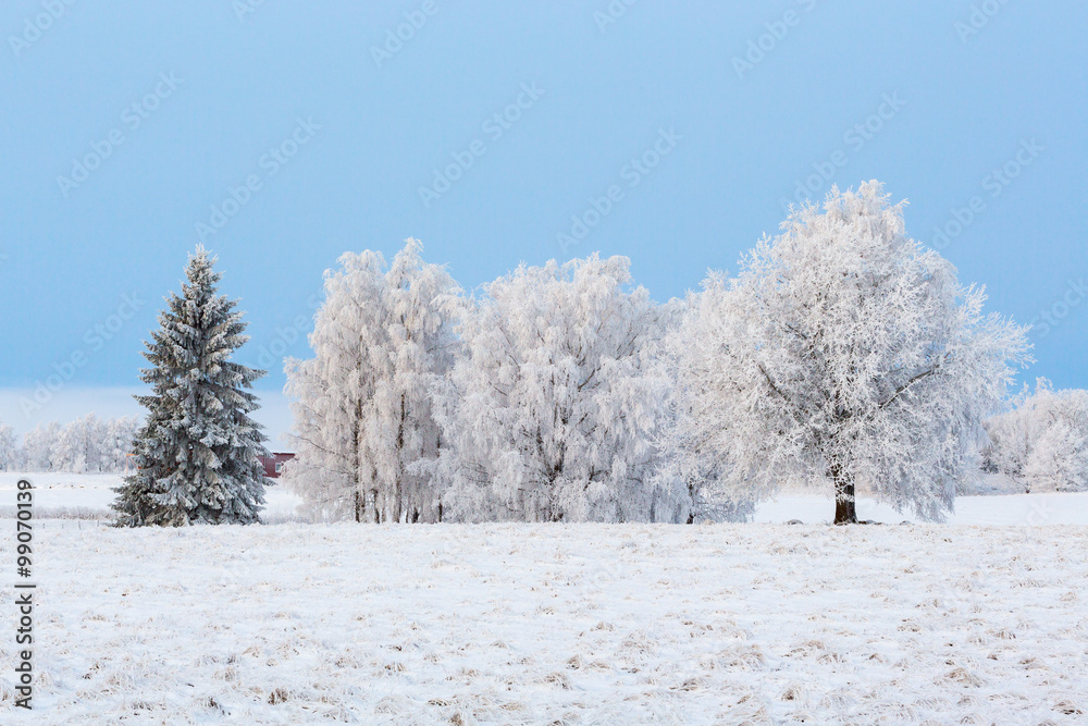 Tree grove with hoarfrost on the moor