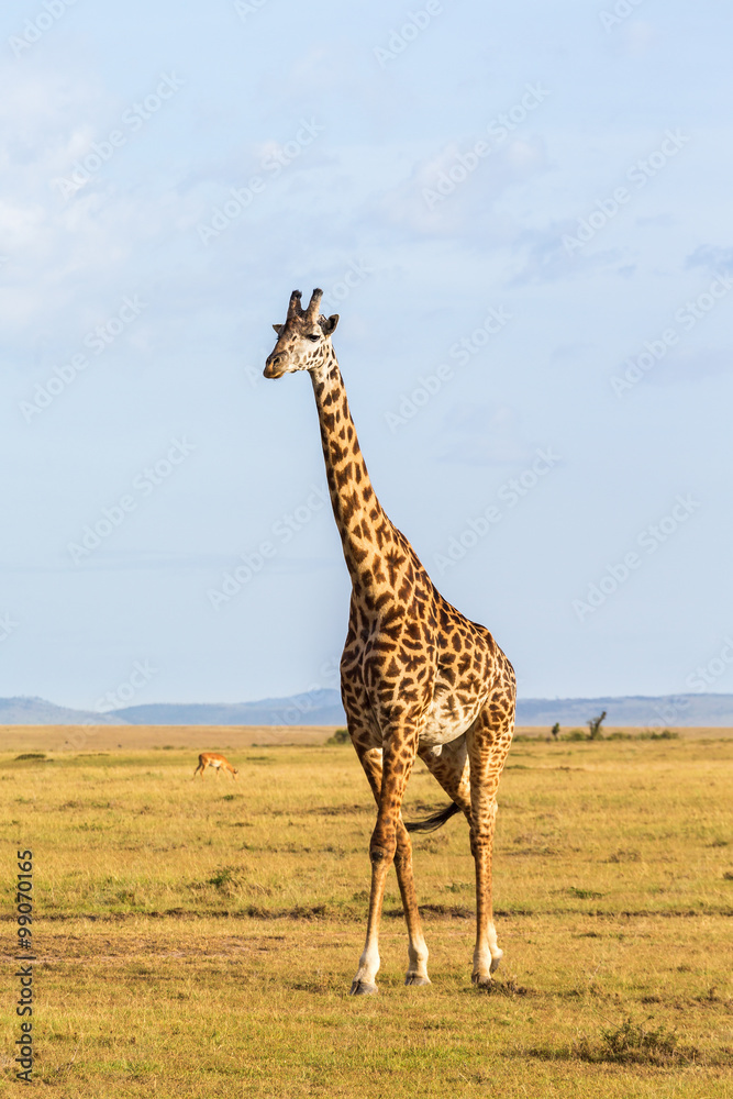 Obraz premium Giraffe walk on the savannah