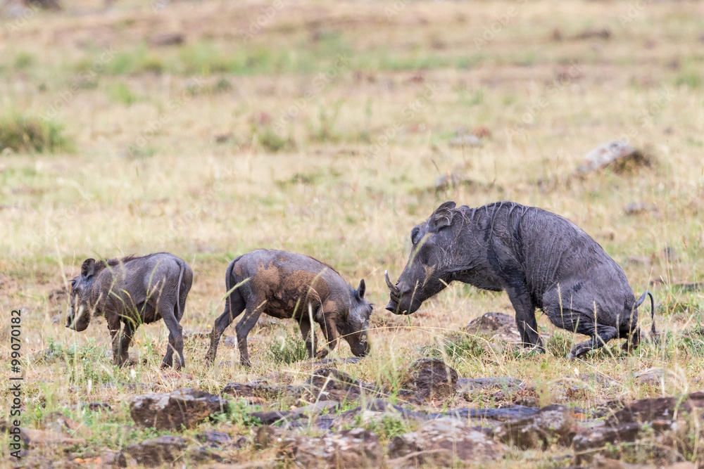 Warthog with young ones in the grass Warthog with young ones in the grass