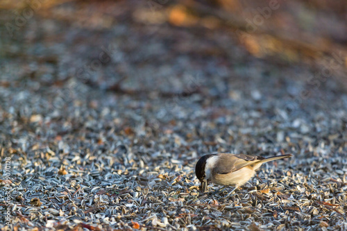 Marsh tit sitting on the the ground and eating sunflower seeds