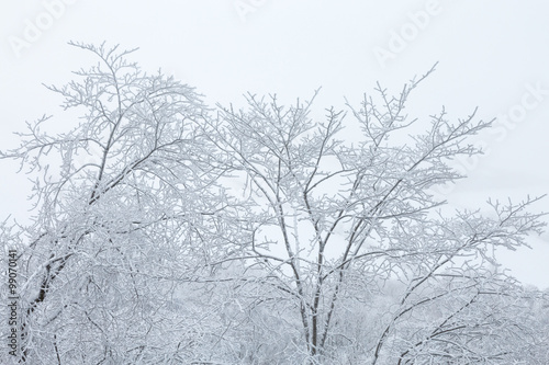 Frosty treetops against gray sky © Lars Johansson