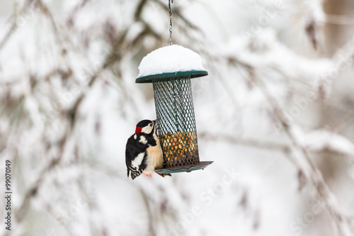 Great Spotted Woodpecker sitting on a bird feeder with nuts