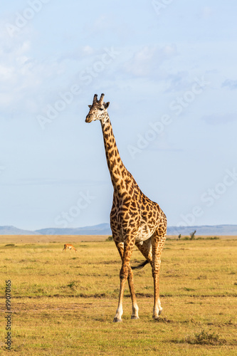 Giraffe walk on the savannah