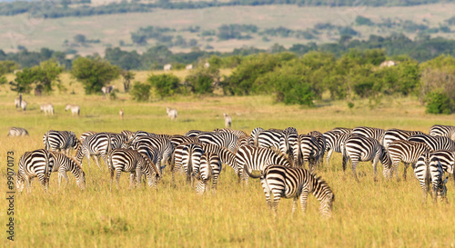 Zebras grazing on the savanna