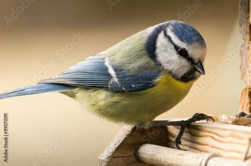 Blaumeise am Vogelhaus - Blue tit at a birdhouse © moquai86