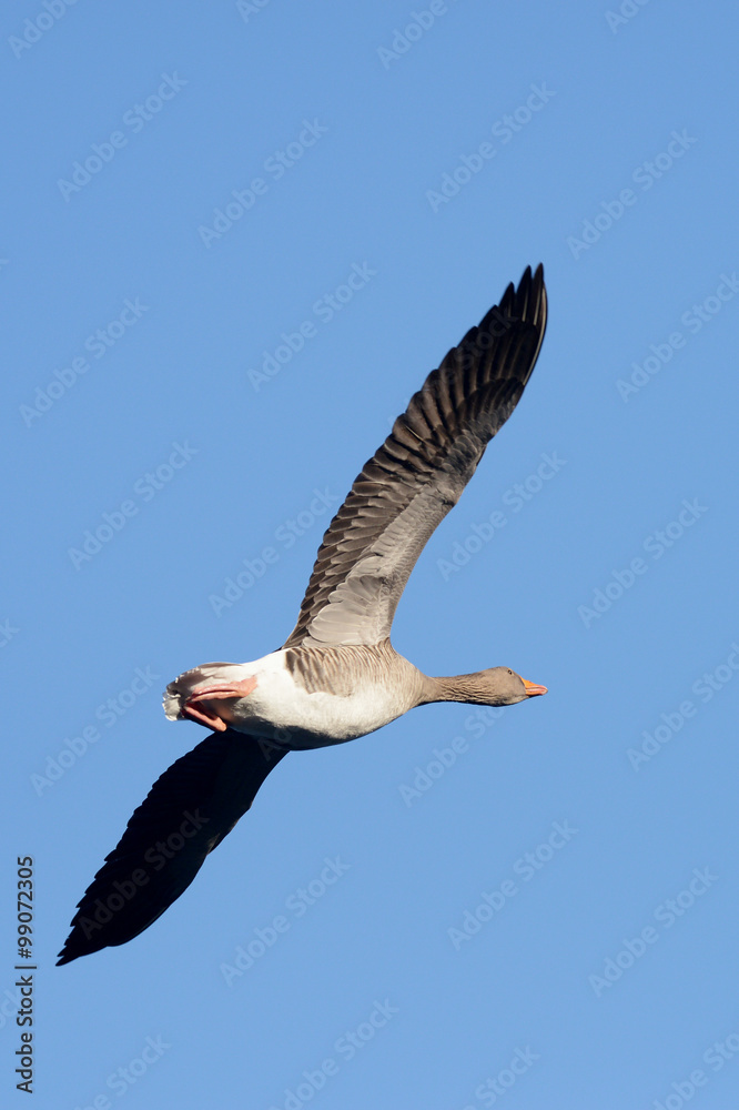 Obraz premium Greylag Goose, goose