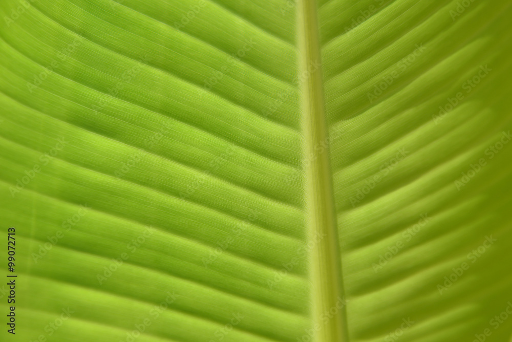 Light from behind banana leaf for background.