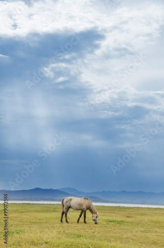 horse on a meadow