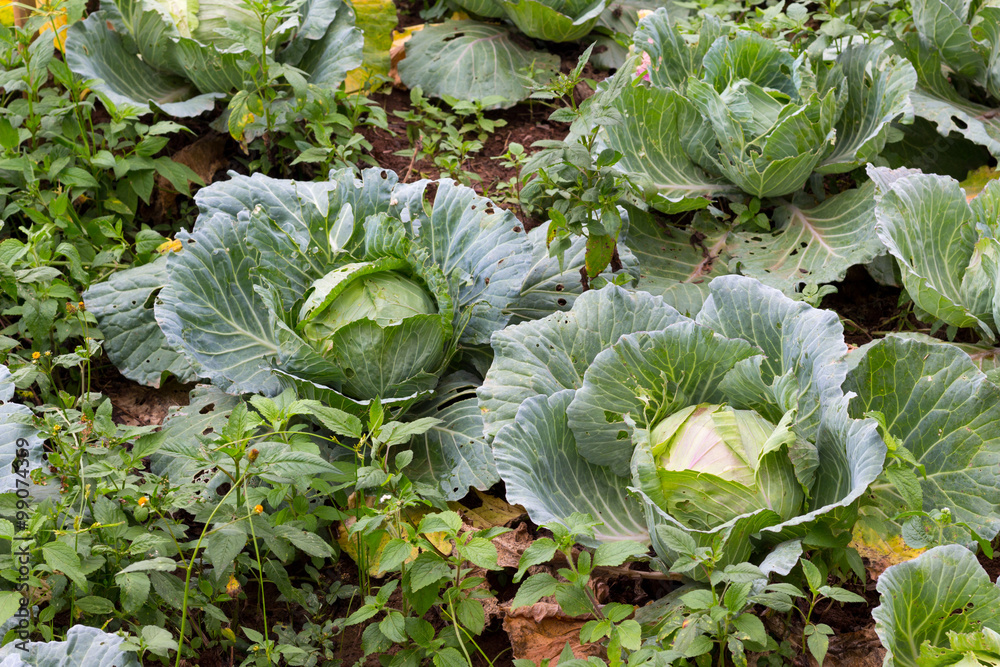 cabbage in the garden cabbage in the garden