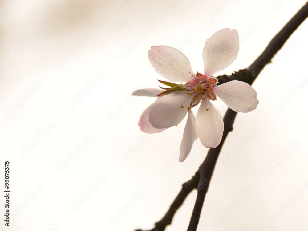 Naklejka premium flowering almond