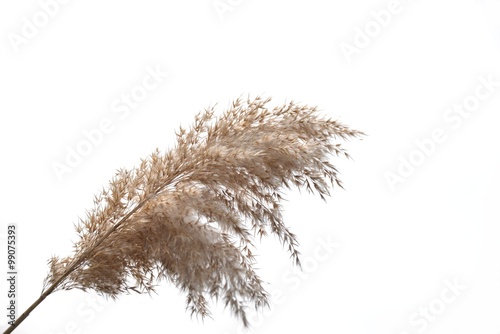 Pampas (Cortaderia Selloana) photo