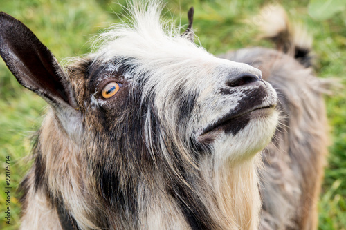 Muzzle of goat