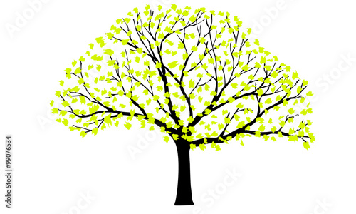 Tree with leaves isolated on a white background.
