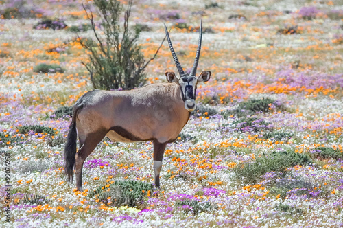 Oryx between flowers