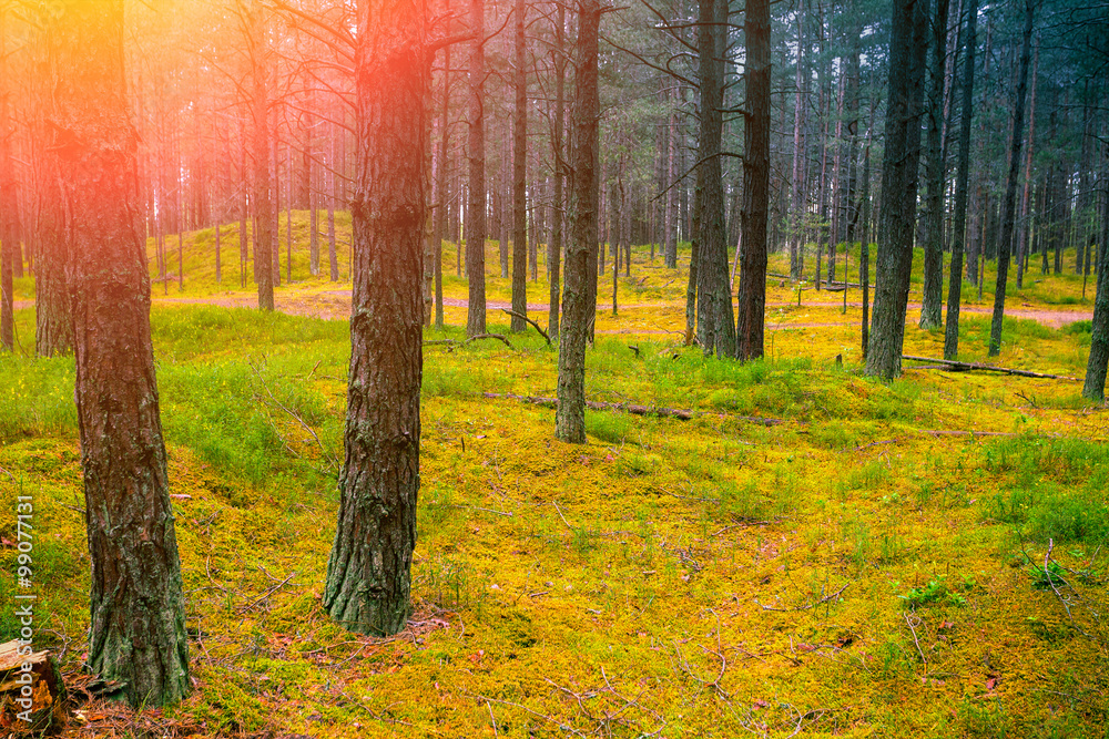 Obraz premium Pine forest at sunset
