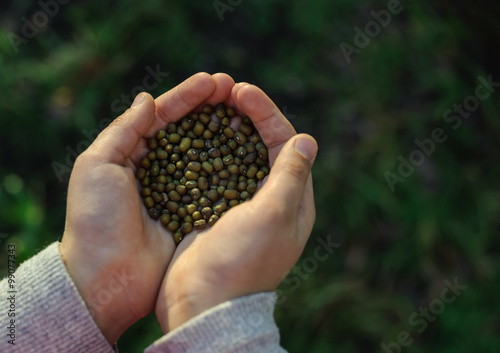 Children's hands holding seeds.