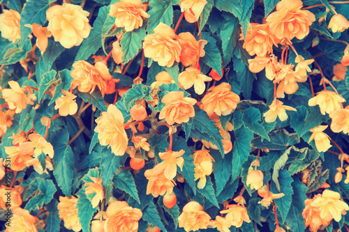Vintage begonia flower background