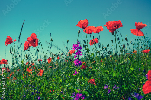 Poppy flowers against the sky © vvvita