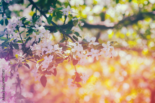 Vintage blossoming orchard photo