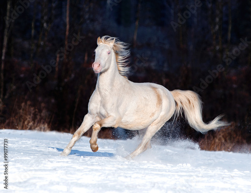 cremello welsh pony runs free in winter