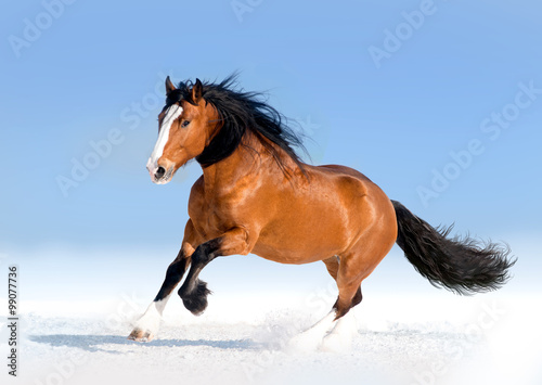 bay draft horse runs free in snow desert