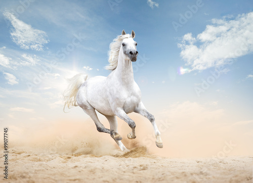three arabian horses runs free in desert