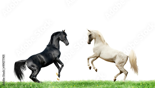 two arabian black and grey horses rearing isolated on white