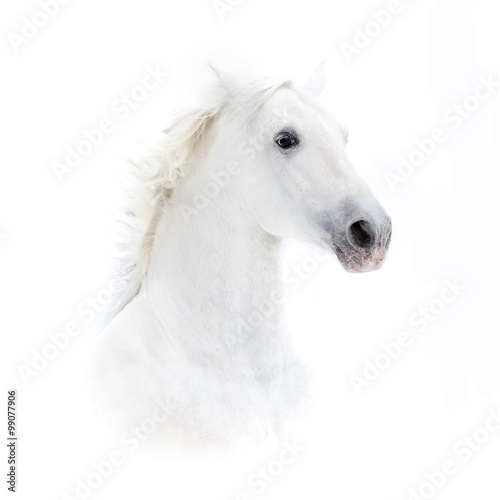 white andalusian horse portrait in high key