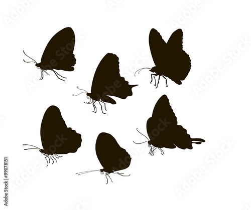 Vector silhouette six butterflies