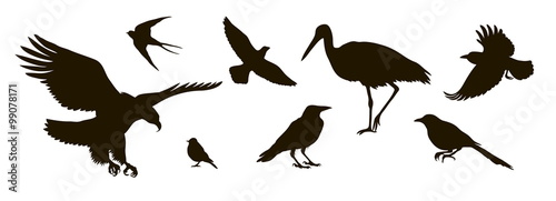 vector silhouette of eightt birds