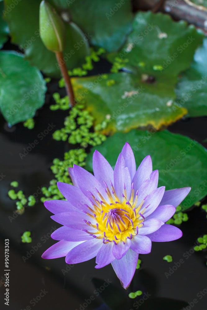 Lotus flower