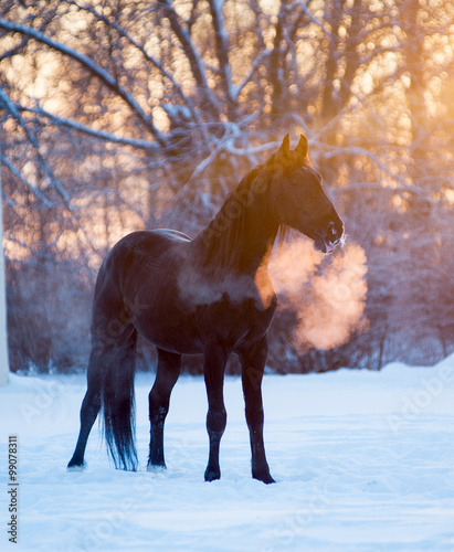 black horse in winter day