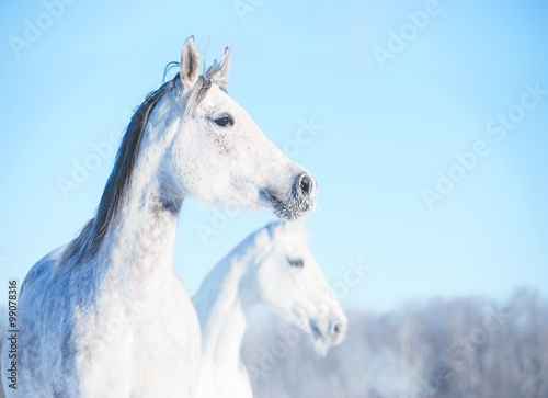 two horses portrait with winter background