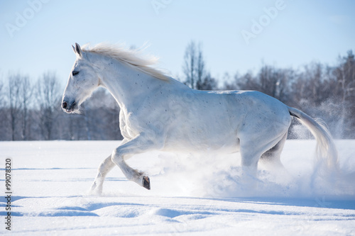 white horse runs in sunny winter day