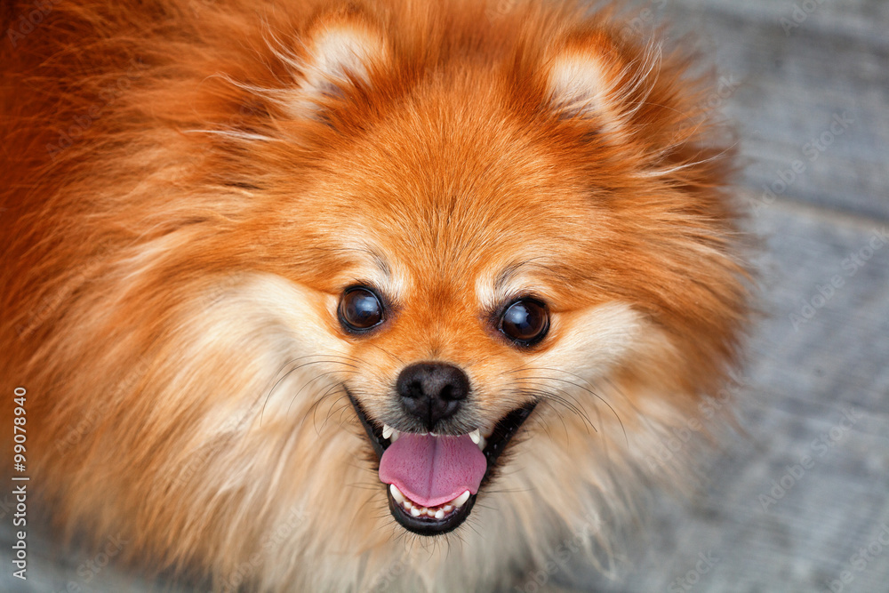 emotional cheerful dog. red Pomeranian