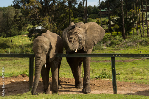 two african elephants