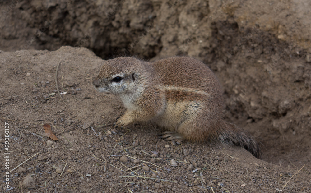 Cape ground squirrel, Xerus inauris Cape ground squirrel, Xerus inauris