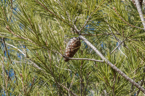 Detail of leaves  branches and cones of Aleppo Pine  Pinus halepensis. It is a pine native to the Mediterranean Region. Photo taken in Buendia  Cuenca  Spain.