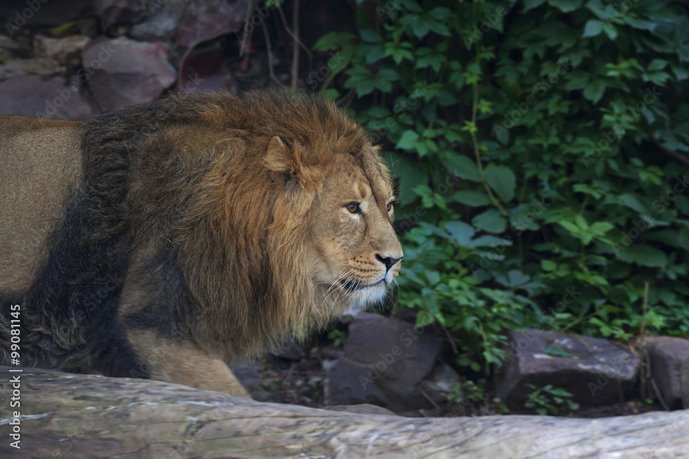 Prowling Asian lion, hunting in montain forest. Wild beauty of the very dangerous beast. Greatness and grace of the biggest cat. Prowling Asian lion, hunting in montain forest. Wild beauty of the very dangerous beast. Greatness and grace of the biggest cat.