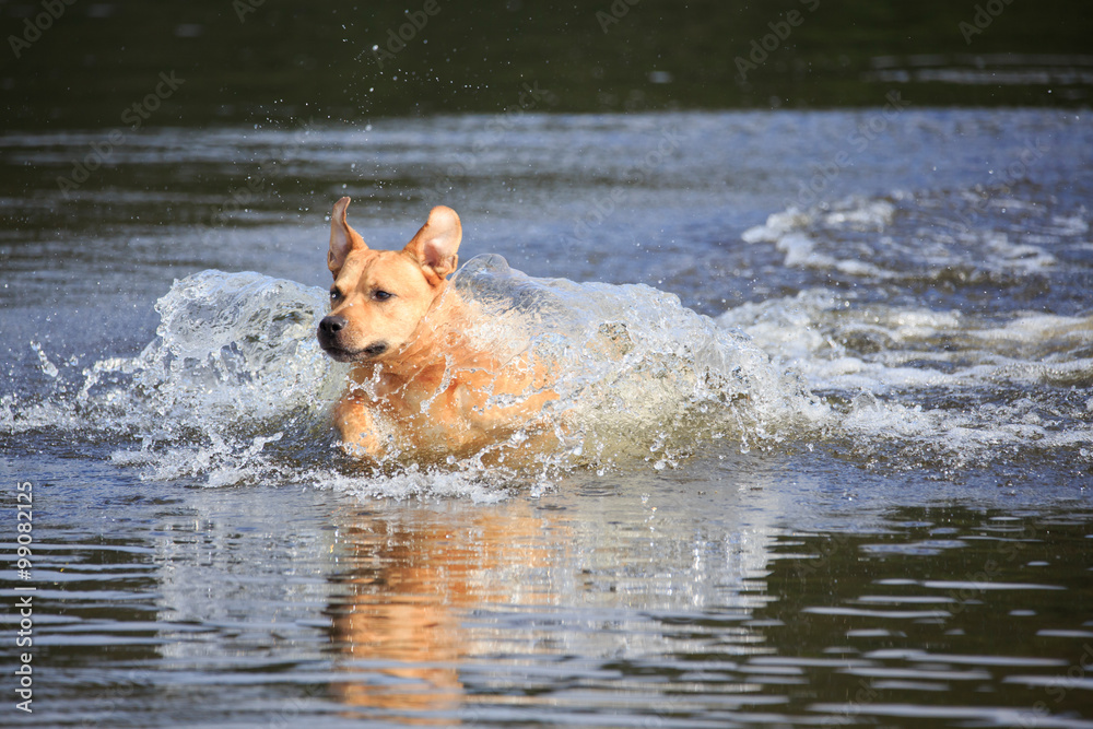 Labrador im Wasser Labrador im Wasser