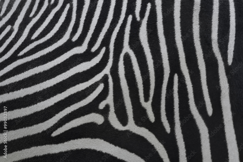Fragment of a zebra skin. Nature striped pattern for some black and white background. Texture of wild beauty. An example of natural drawing. Fragment of a zebra skin. Nature striped pattern for some black and white background. Texture of wild beauty. An example of natural drawing.